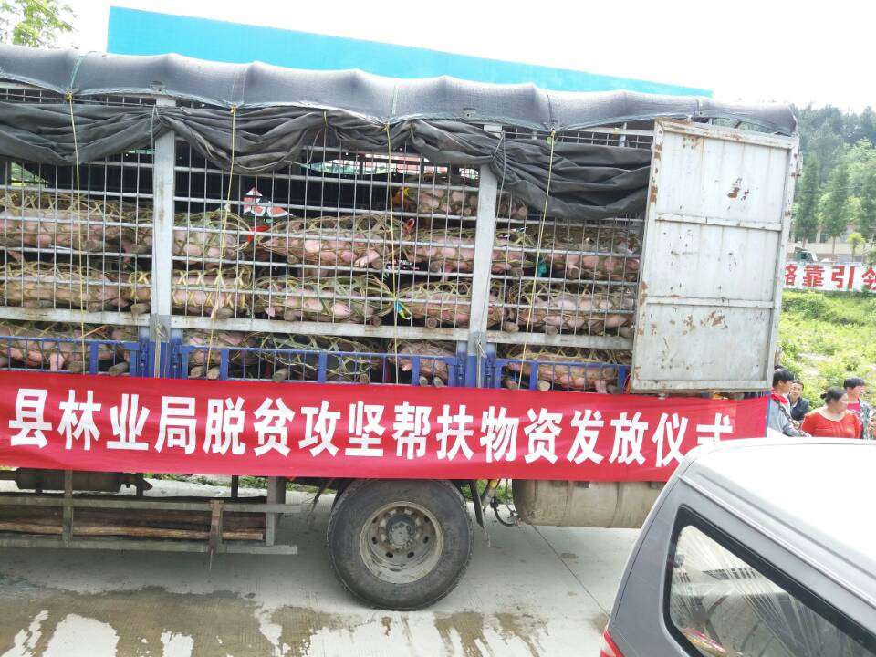 ���䳵���ʻ������